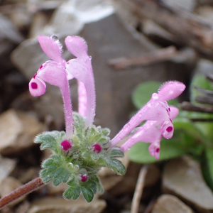 Photographie n°2465334 du taxon Lamium amplexicaule L.