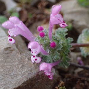 Photographie n°2465336 du taxon Lamium amplexicaule L.