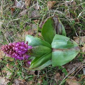 Photographie n°2465341 du taxon Himantoglossum robertianum (Loisel.) P.Delforge [1999]
