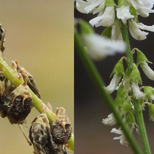 Photographie n°2465343 du taxon Trigonella alba (Medik.) Coulot & Rabaute