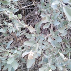 Photographie n°2465400 du taxon Atriplex halimus L. [1753]