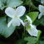  Sylvain Piry - Viola alba Besser