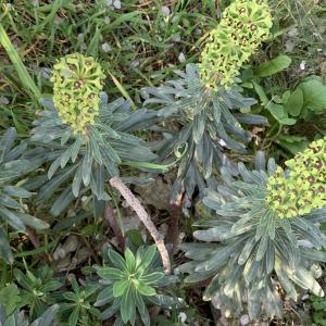 Photographie n°2465456 du taxon Euphorbia characias L.