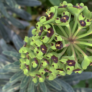 Photographie n°2465457 du taxon Euphorbia characias L.