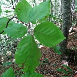 Photographie n°2465506 du taxon Fagus sylvatica L. [1753]