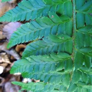 Photographie n°2465519 du taxon Polystichum aculeatum (L.) Roth [1799]