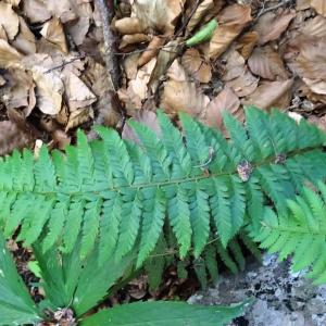 Photographie n°2465520 du taxon Polystichum aculeatum (L.) Roth [1799]