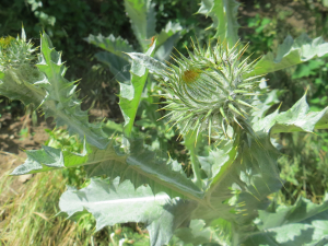 Michel Gaubert, le 13 juin 2019 (Roanne (Entre Chemin de Halage (Canal de Roanne à Digoin) et fleuve Loire))