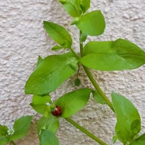 Photographie n°2465596 du taxon Stellaria media (L.) Vill.