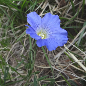 Photographie n°2465603 du taxon Linum sp.