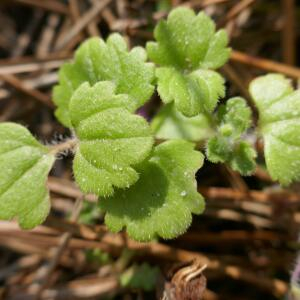 Photographie n°2465607 du taxon Veronica cymbalaria Bodard [1798]