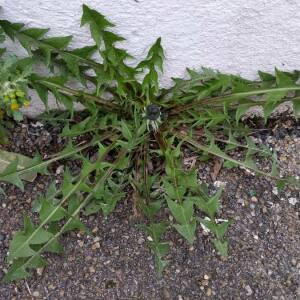 Photographie n°2465630 du taxon Taraxacum F.H.Wigg.