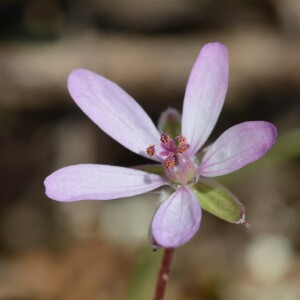 Photographie n°2465647 du taxon Erodium cicutarium (L.) L'Hér.