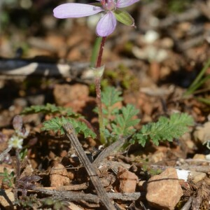 Photographie n°2465648 du taxon Erodium cicutarium (L.) L'Hér.