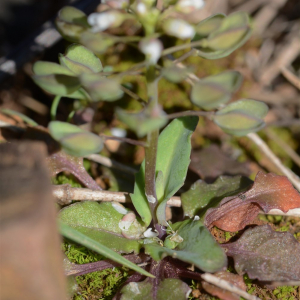 Photographie n°2465649 du taxon Microthlaspi perfoliatum (L.) F.K.Mey.