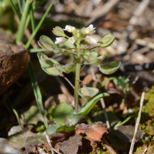 Photographie n°2465650 du taxon Microthlaspi perfoliatum (L.) F.K.Mey.