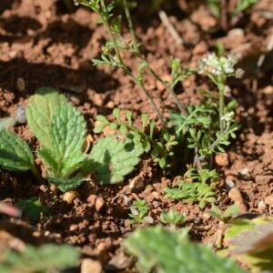 Photographie n°2465651 du taxon Hornungia petraea (L.) Rchb. [1838]