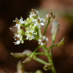 Photographie n°2465654 du taxon Hornungia petraea (L.) Rchb. [1838]