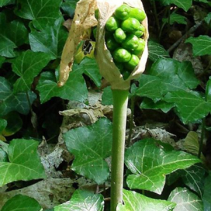  - Arum maculatum L. [1753]