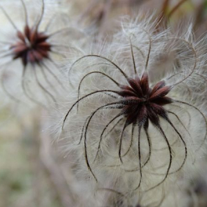  - Clematis vitalba L.