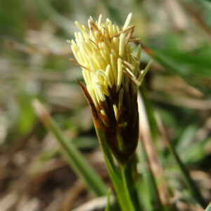  - Carex caryophyllea Latourr. [1785]