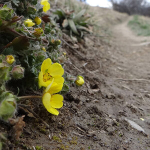 Photographie n°2465669 du taxon Potentilla verna L.