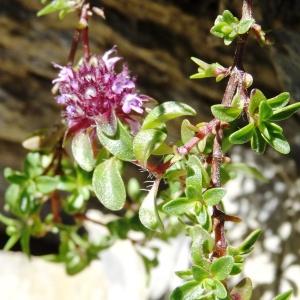 Photographie n°2465687 du taxon Thymus serpyllum L. [1753]