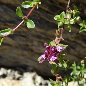 Photographie n°2465690 du taxon Thymus serpyllum L. [1753]