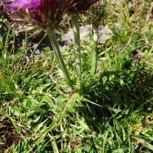 Photographie n°2465691 du taxon Cirsium acaulon (L.) Scop. [1769]