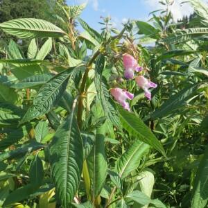 Photographie n°2465727 du taxon Impatiens glandulifera Royle