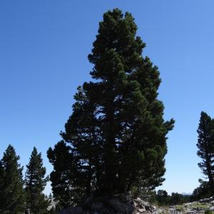 Photographie n°2465835 du taxon Pinus mugo subsp. uncinata (Ramond ex DC.) Domin [1936]
