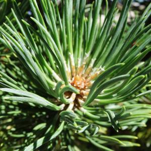 Photographie n°2465836 du taxon Pinus mugo subsp. uncinata (Ramond ex DC.) Domin [1936]
