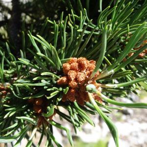 Photographie n°2465837 du taxon Pinus mugo subsp. uncinata (Ramond ex DC.) Domin [1936]