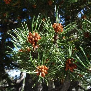 Photographie n°2465839 du taxon Pinus mugo subsp. uncinata (Ramond ex DC.) Domin [1936]