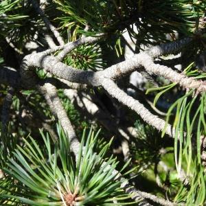Photographie n°2465840 du taxon Pinus mugo subsp. uncinata (Ramond ex DC.) Domin [1936]