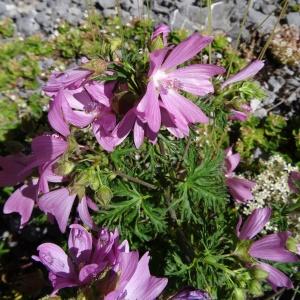 Photographie n°2465849 du taxon Malva moschata L. [1753]