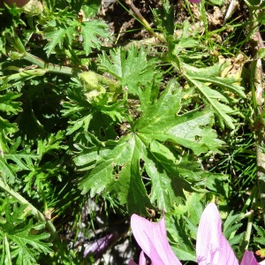 Photographie n°2465850 du taxon Malva moschata L. [1753]