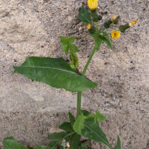 Photographie n°2465896 du taxon Sonchus oleraceus L.