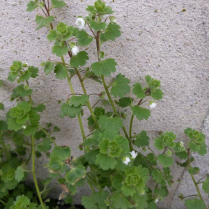 Photographie n°2465897 du taxon Veronica cymbalaria Bodard