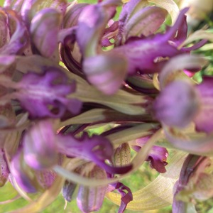Photographie n°2465901 du taxon Himantoglossum robertianum (Loisel.) P.Delforge