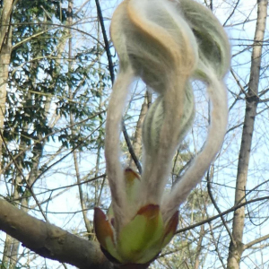 Photographie n°2465904 du taxon Aesculus hippocastanum L. [1753]