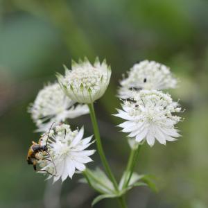 Photographie n°2465924 du taxon Astrantia major L.