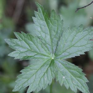 Photographie n°2465926 du taxon Astrantia major L.