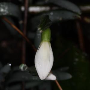 Photographie n°2465934 du taxon Galanthus nivalis L. [1753]