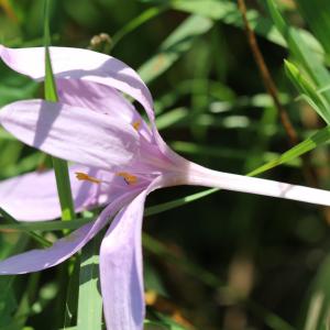  - Colchicum autumnale Salisb.