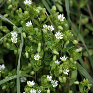 Photographie n°2465952 du taxon Stellaria media (L.) Vill. [1789]