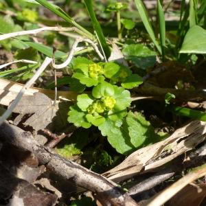 Photographie n°2466009 du taxon Chrysosplenium alternifolium L. [1753]