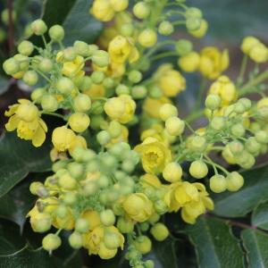 Photographie n°2466018 du taxon Berberis aquifolium Pursh [1814]