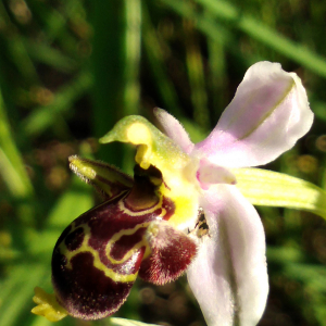  - Ophrys scolopax Cav. [1793]