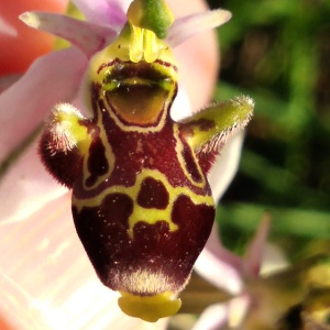  - Ophrys scolopax Cav. [1793]